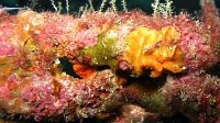 110 Lithophylle encroûtant (Lithophyllum incrustance)